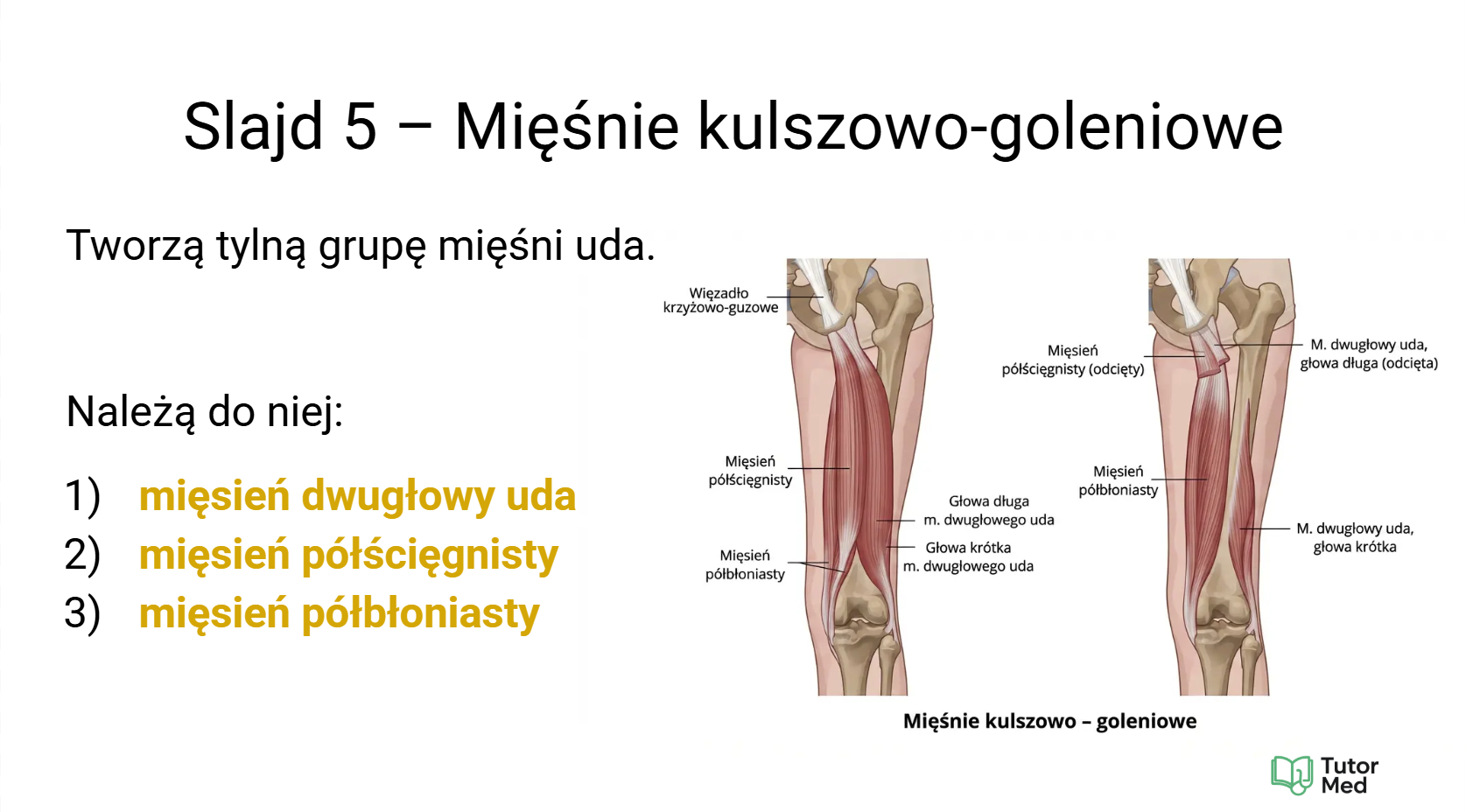 Slajd anatomii pokazujący szczegółowe omówienie zagadnienia