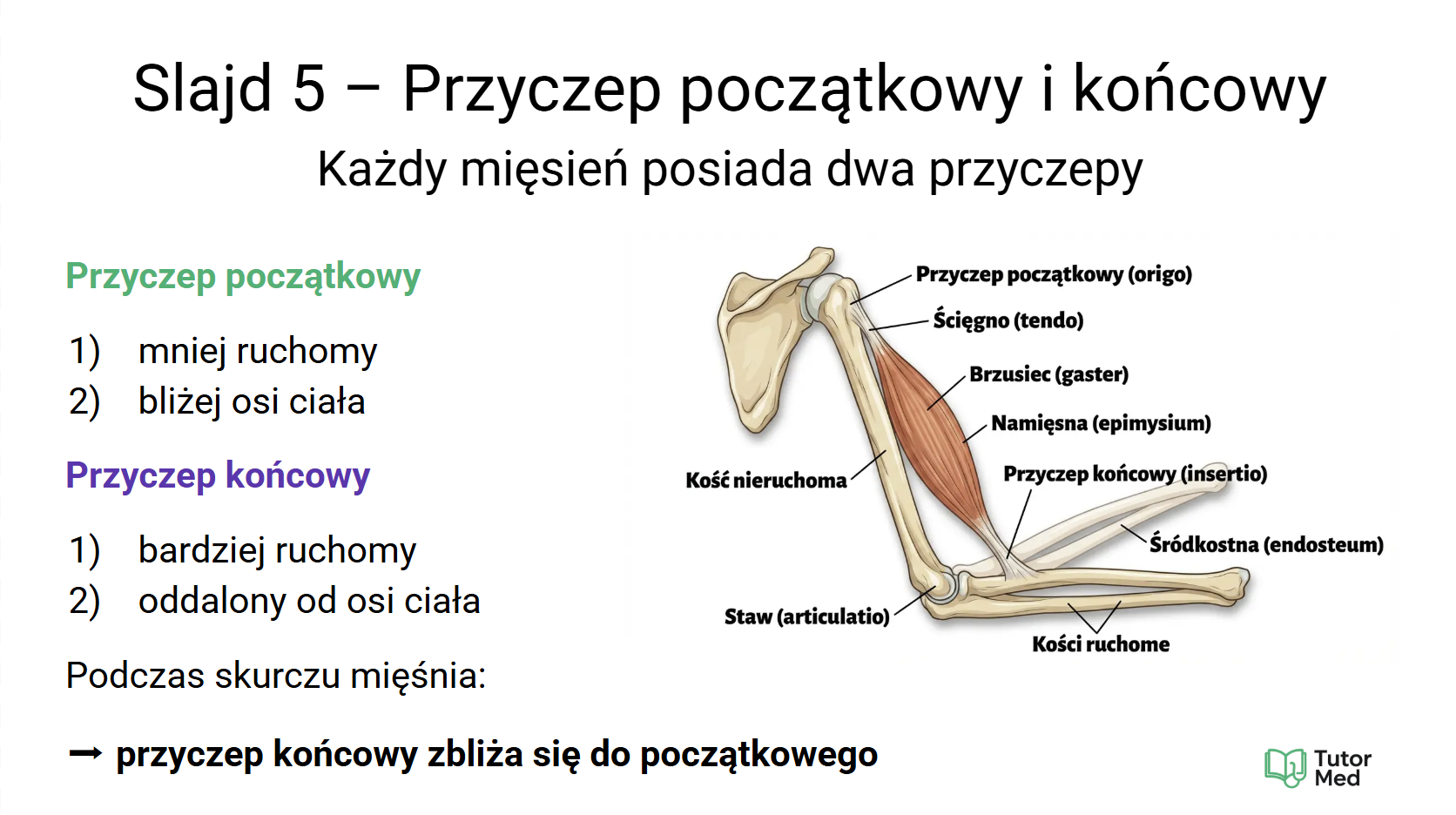 Schemat high-yield z kursu anatomii