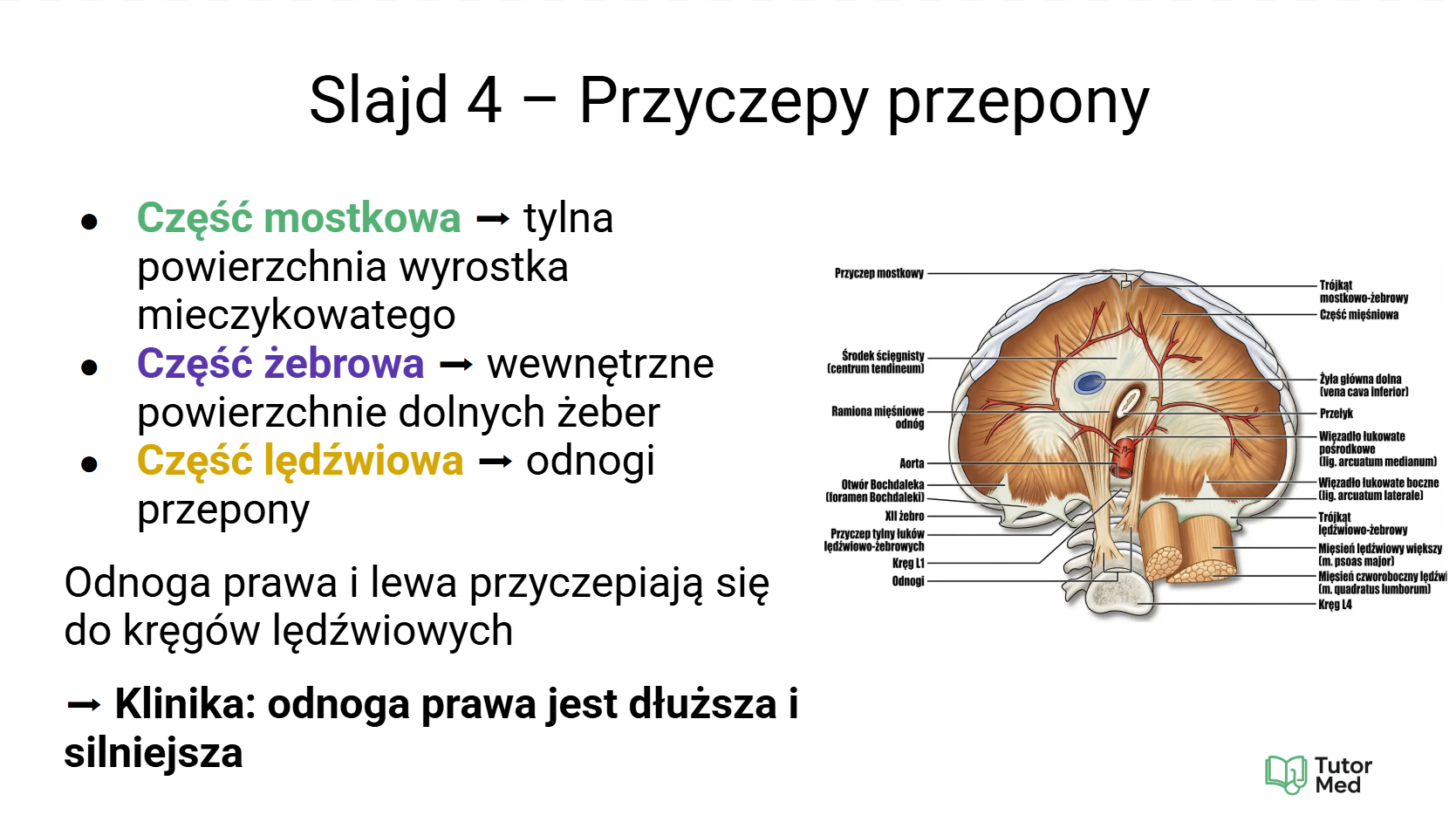 Przykładowy slajd MedCore Academy z przedmiotów medycznych 1