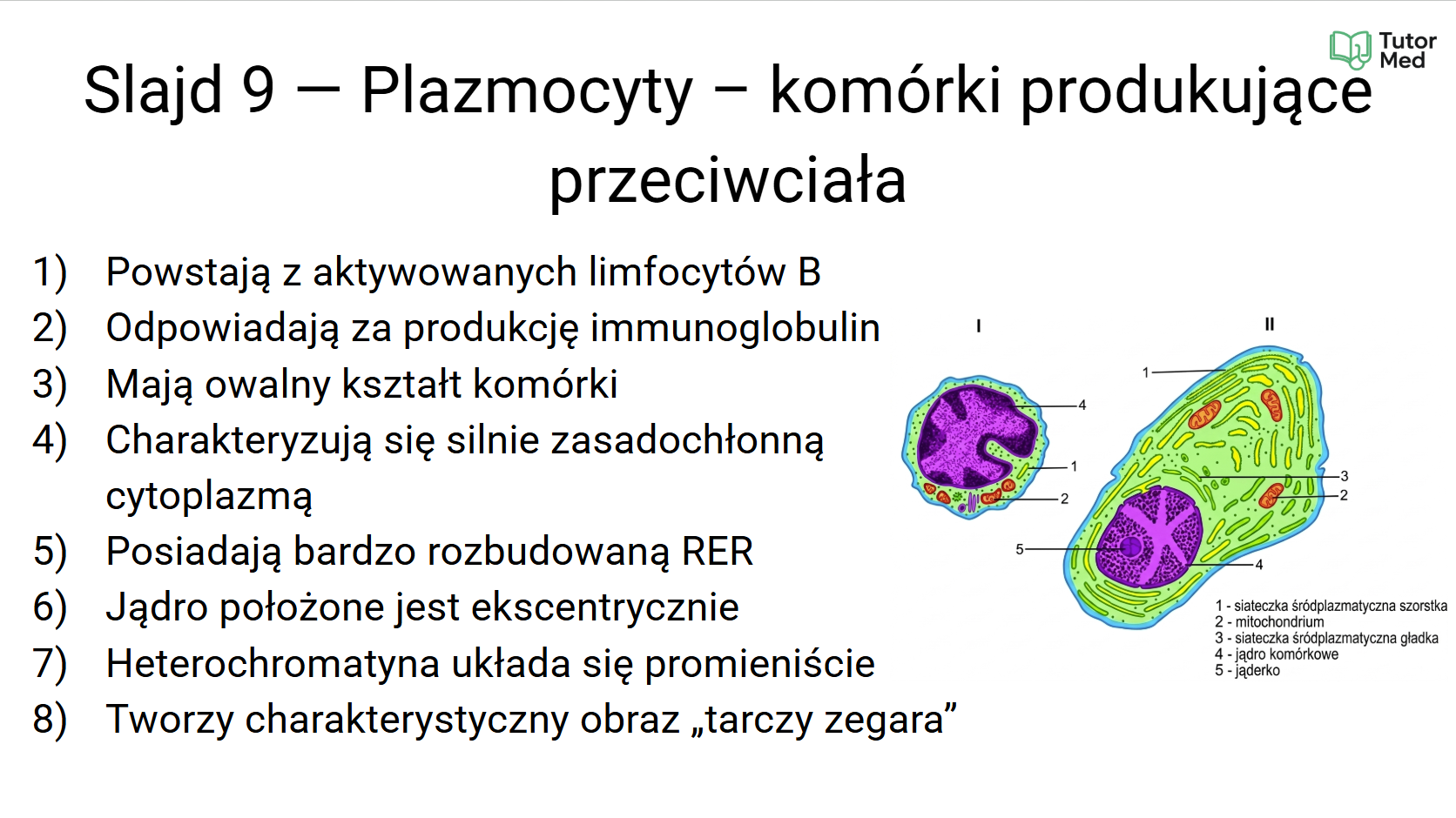 Przykładowa grafika z kursu histologii MedCore Academy - slajd 3